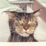 cat getting a bath