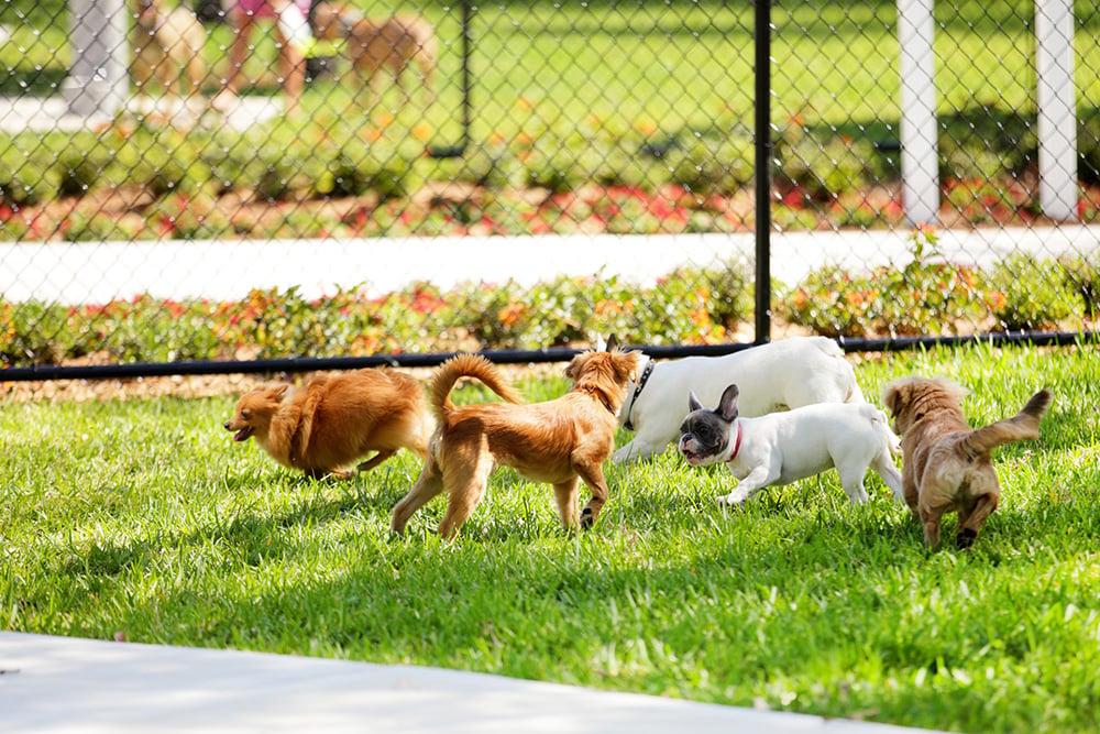 Dog park: Make sure your dog is up to date on vaccinations 