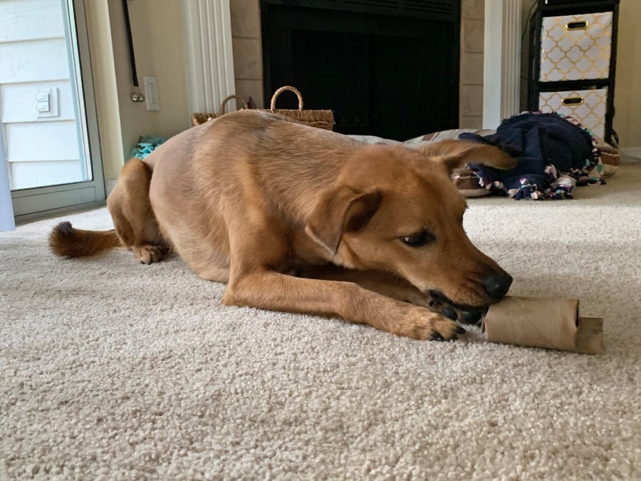 dog playing with toilet paper tube toy