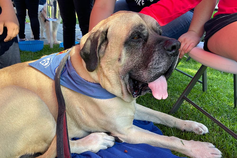 Bosley, an English Mastiff