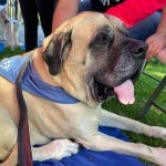 Bosley, an English Mastiff