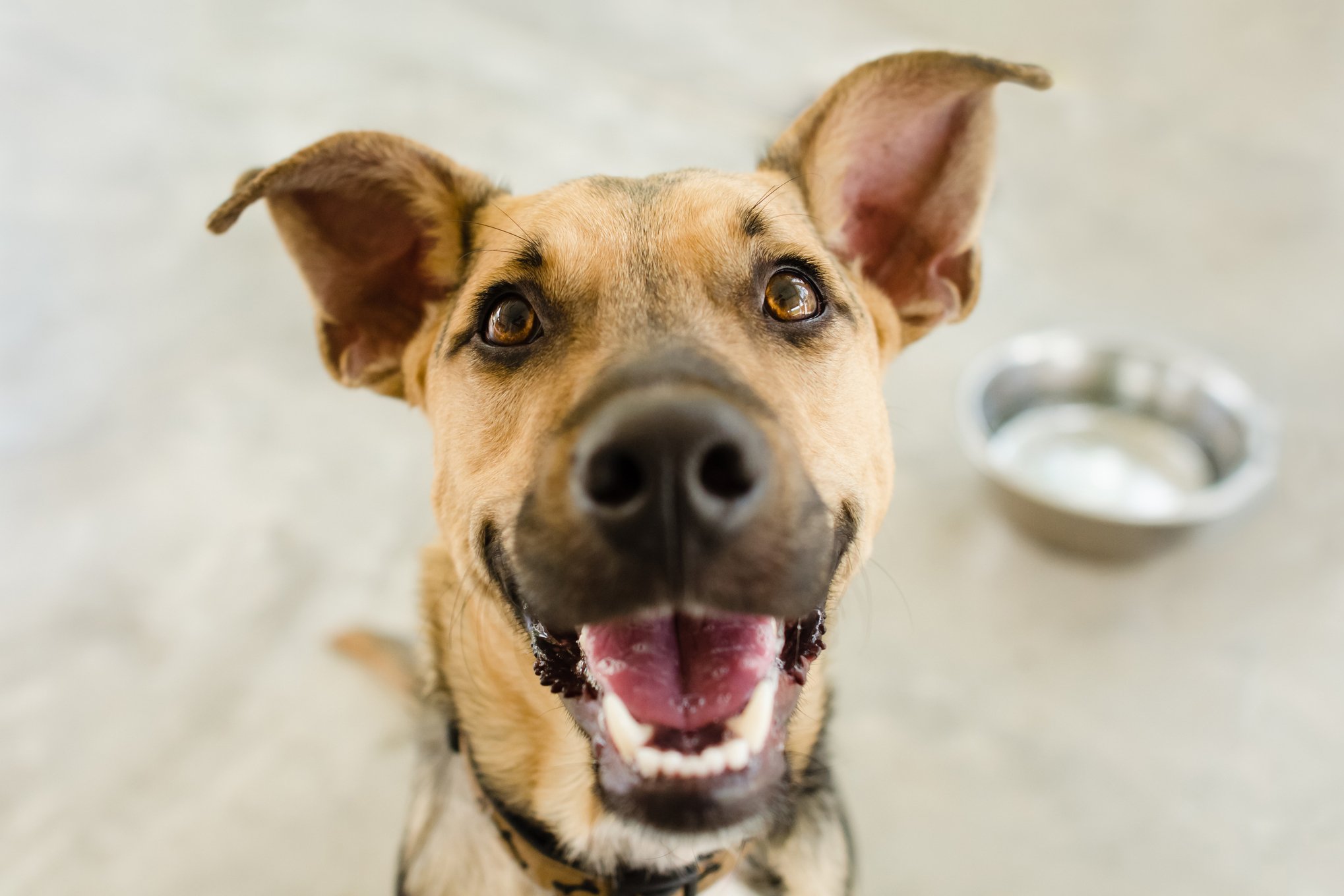 Dog in a shelter with empty bowl