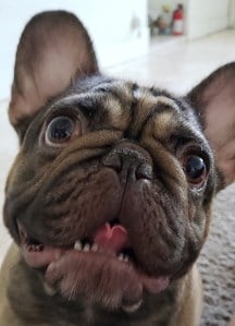 Ragnar the French Bulldog