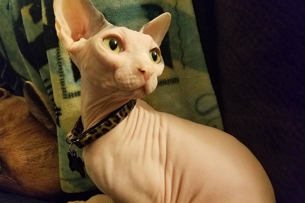 Rexie the sphinx cat