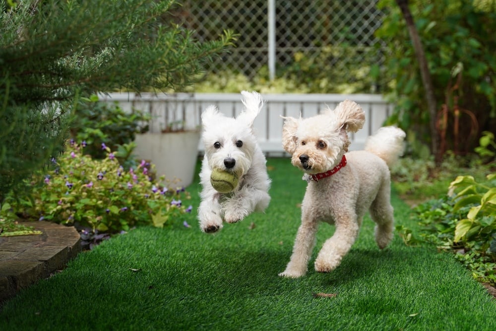 two dogs playing in backyard