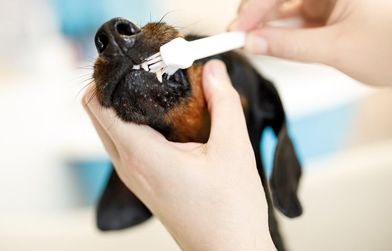 Dog having his teeth brushed