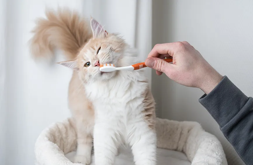 cat brushing teeth