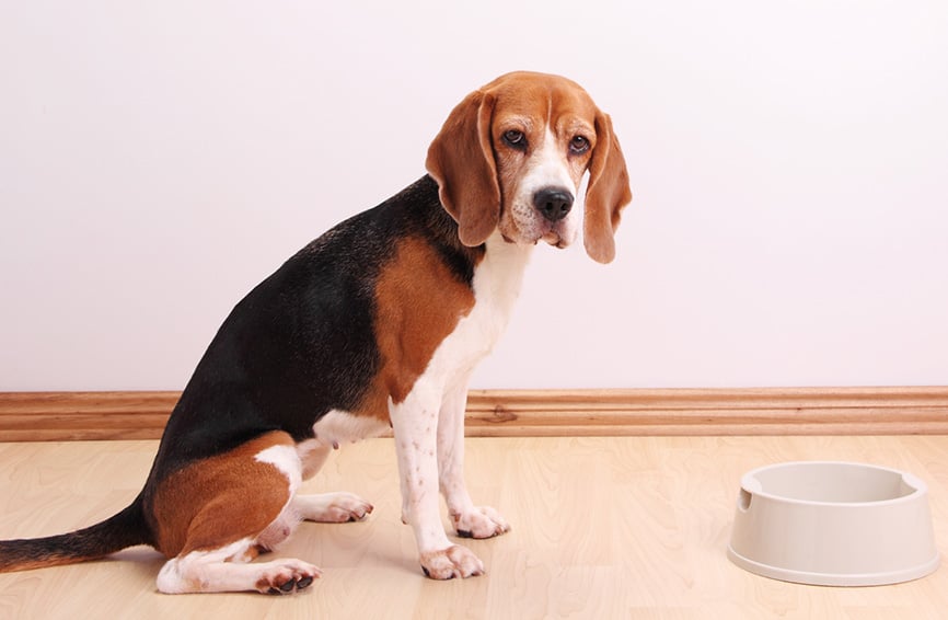 Hungry dog with empty dish