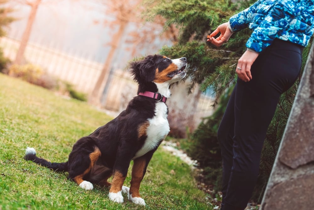 woman training a dog to sit