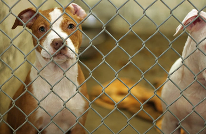 Dog in a cage