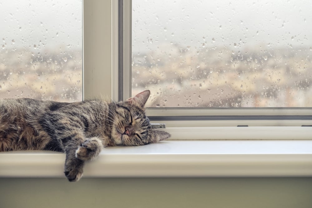 cat sleeping on window sill