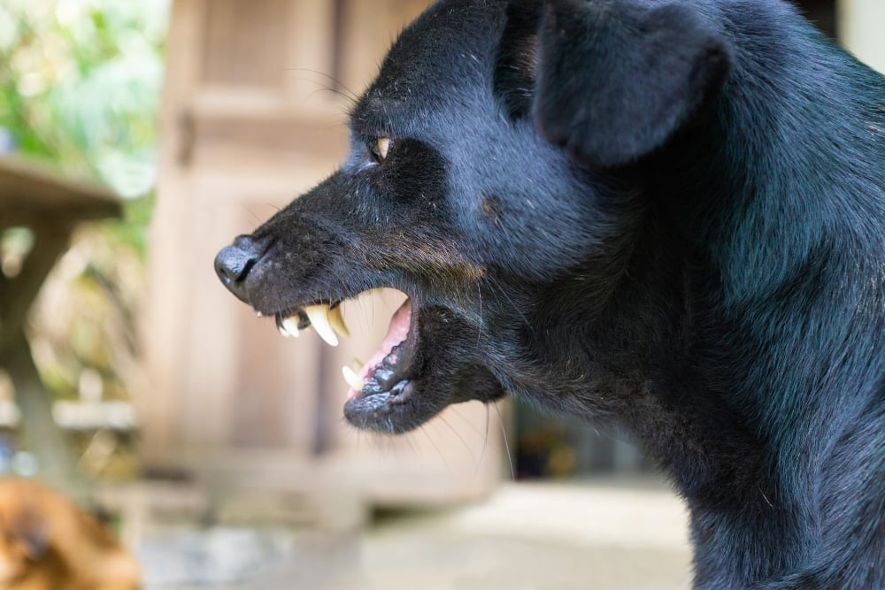 snarling aggressive dog