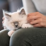 kitten on a person's lap