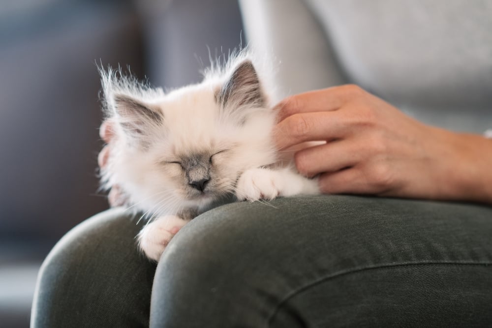 kitten on a person's lap