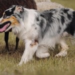 Australian Shepherd