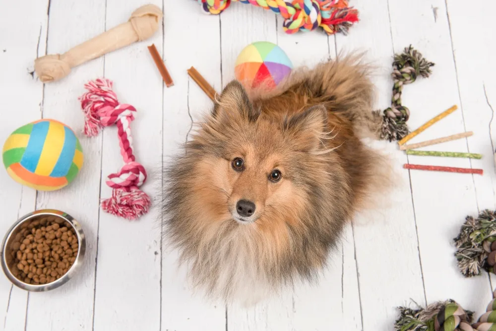 dog with toys and bones