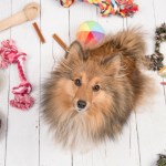 dog with toys and bones