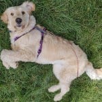 Mandy the Goldendoodle