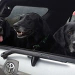 Three old black labs