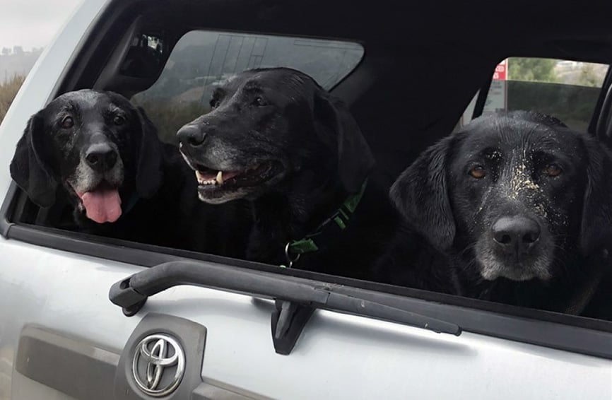 Three old black labs