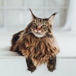 maine coon cat lying down