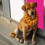 A decorated dog in Nepal