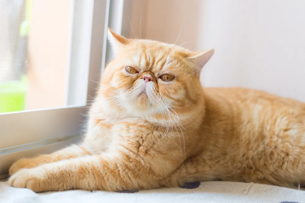 orange exotic shorthair cat