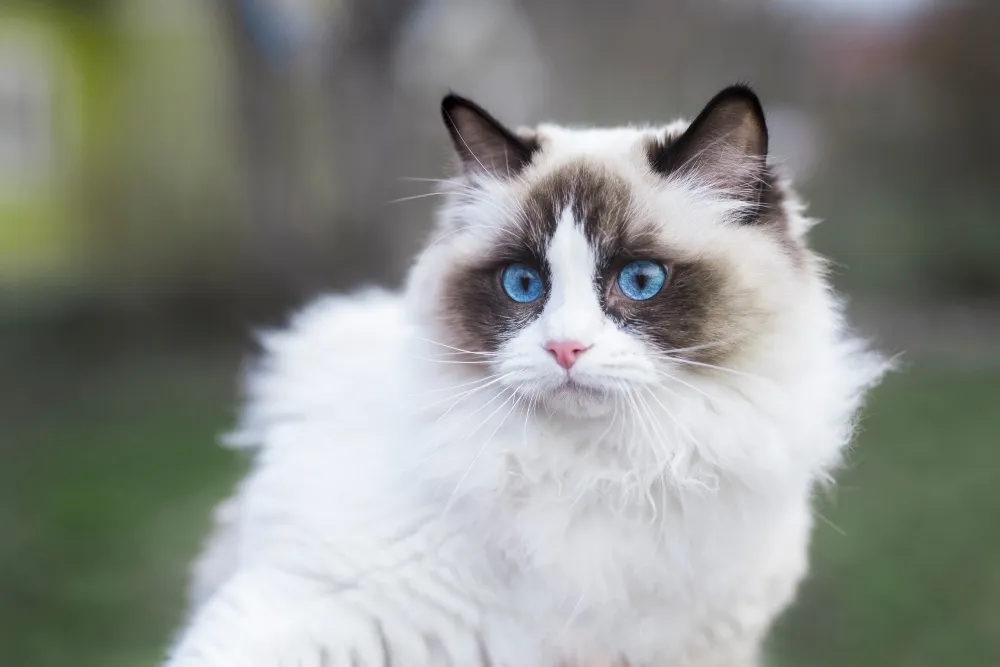 ragdoll cat sitting outside