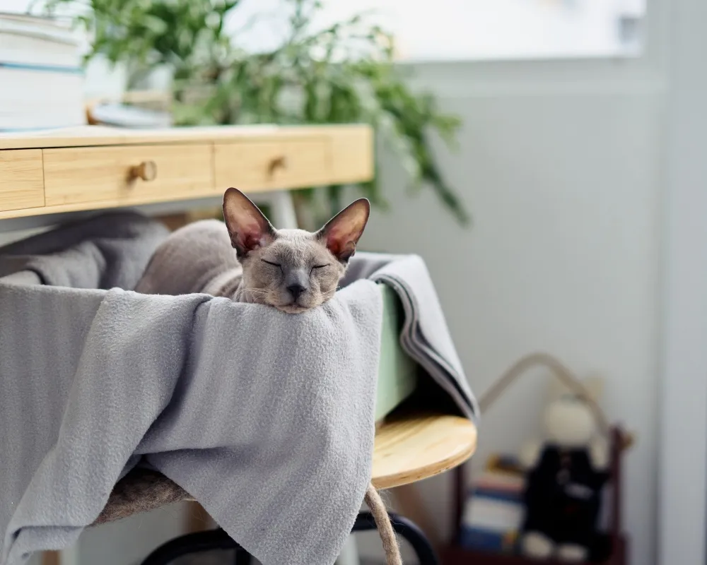 sphynx cat sleeping in basket