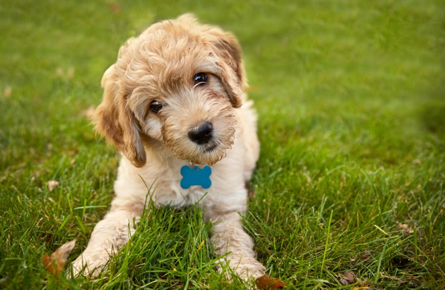 Goldendoodle