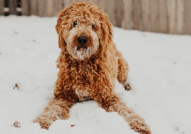 Goldendoodle