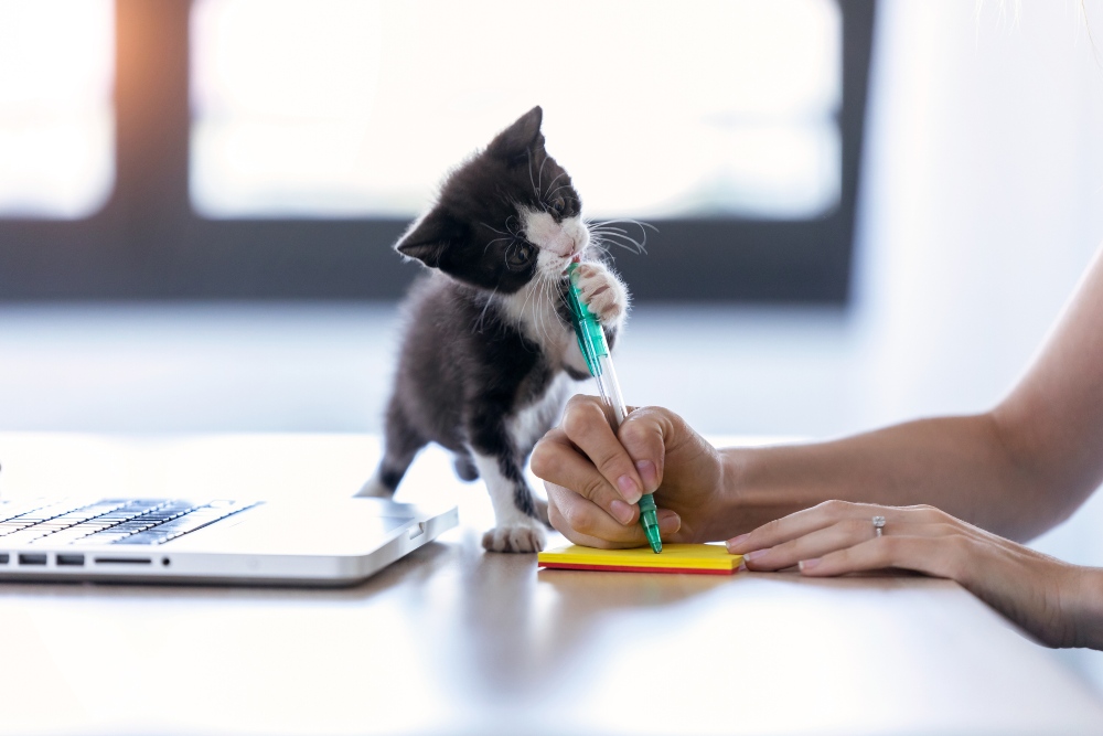 kitten chewing on pen