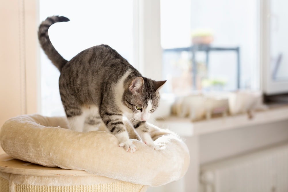 cat kneading couch