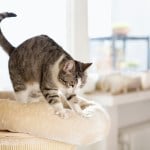 cat kneading couch