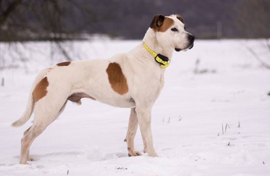 dog with shock collar