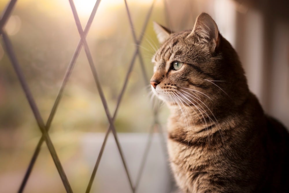 cat looking out the window