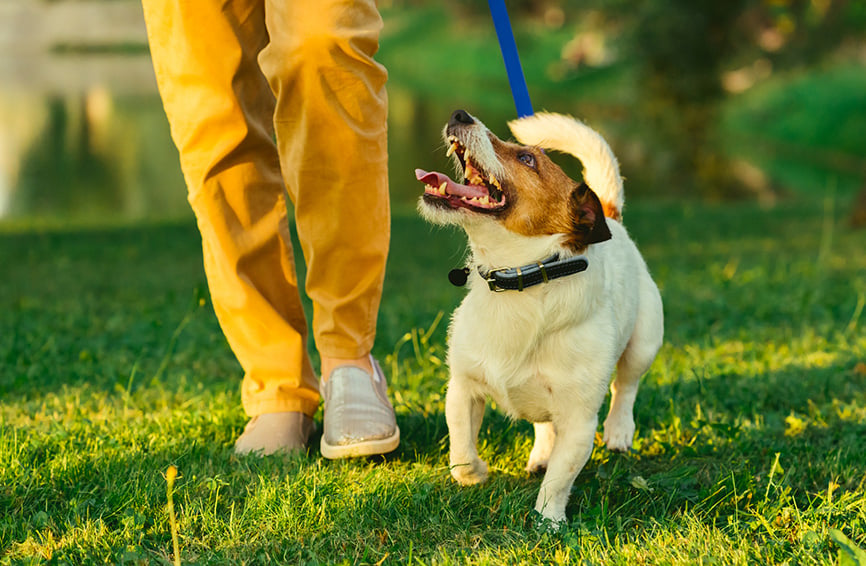 Heel Training How to Teach Your Dog to Walk Nicely On A Leash Healthy Paws Pet Insurance