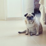 overweight pug dog