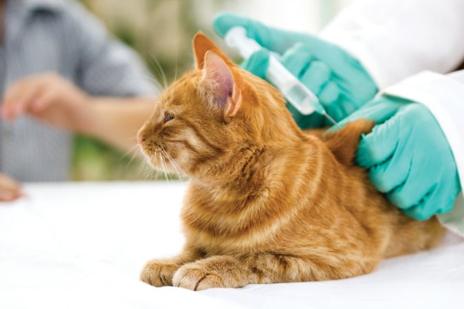 Cat at the vet