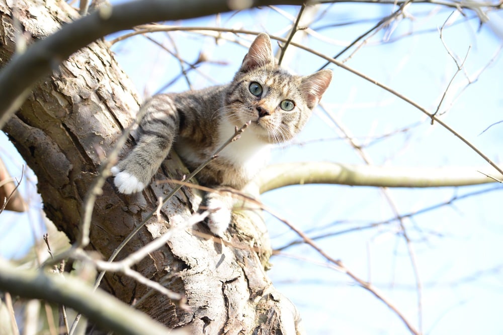 cat in a tree