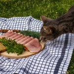 cat sniffing ham