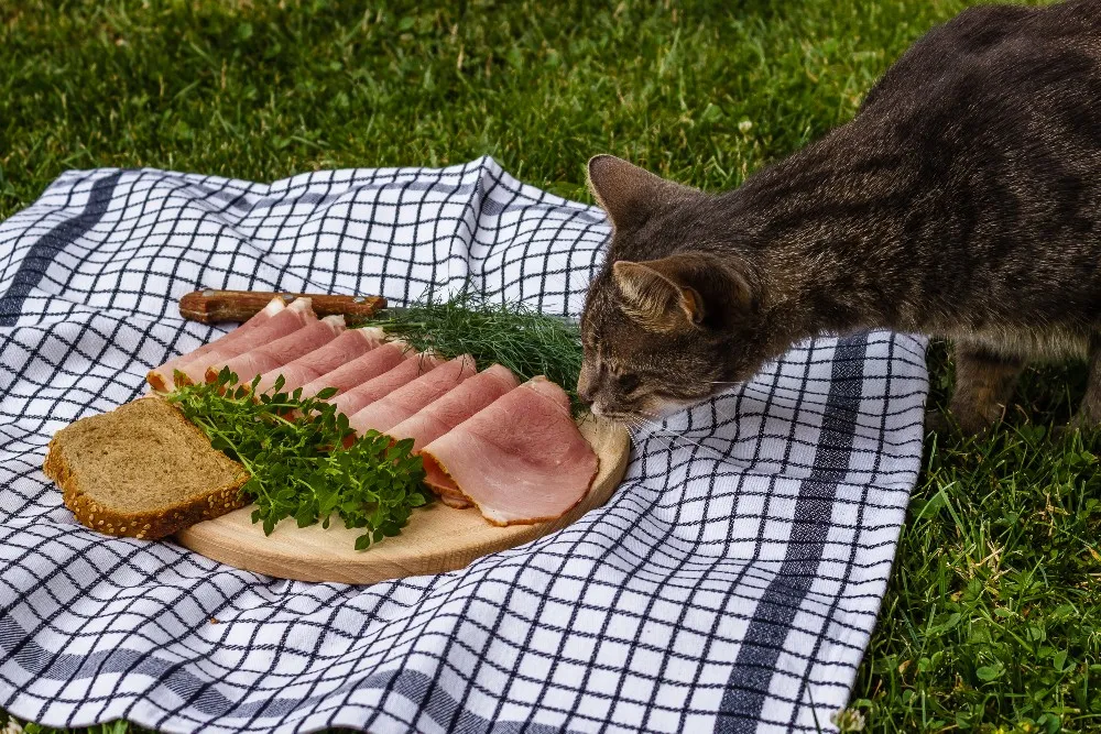 cat sniffing ham