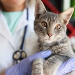 veterinarian holding gray cat