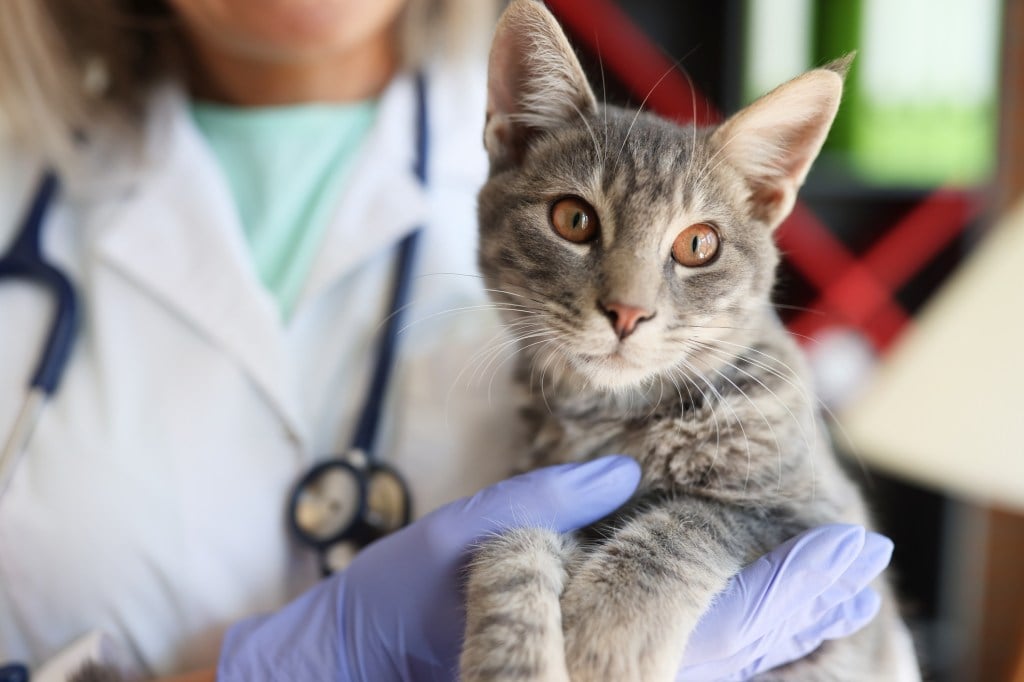 veterinarian holding gray cat