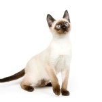 siamese cat