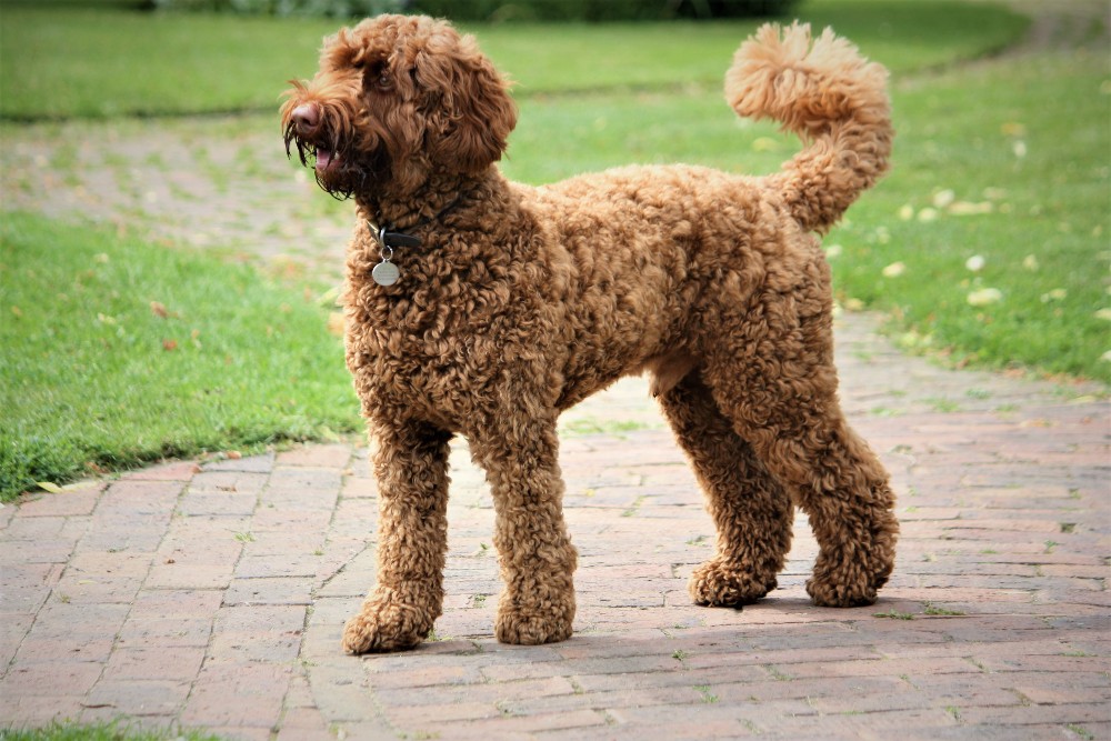 brown labradoodle dog outside