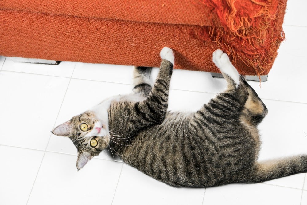 How to Stop Cats from Scratching Your Furniture Healthy Paws Pet Insurance