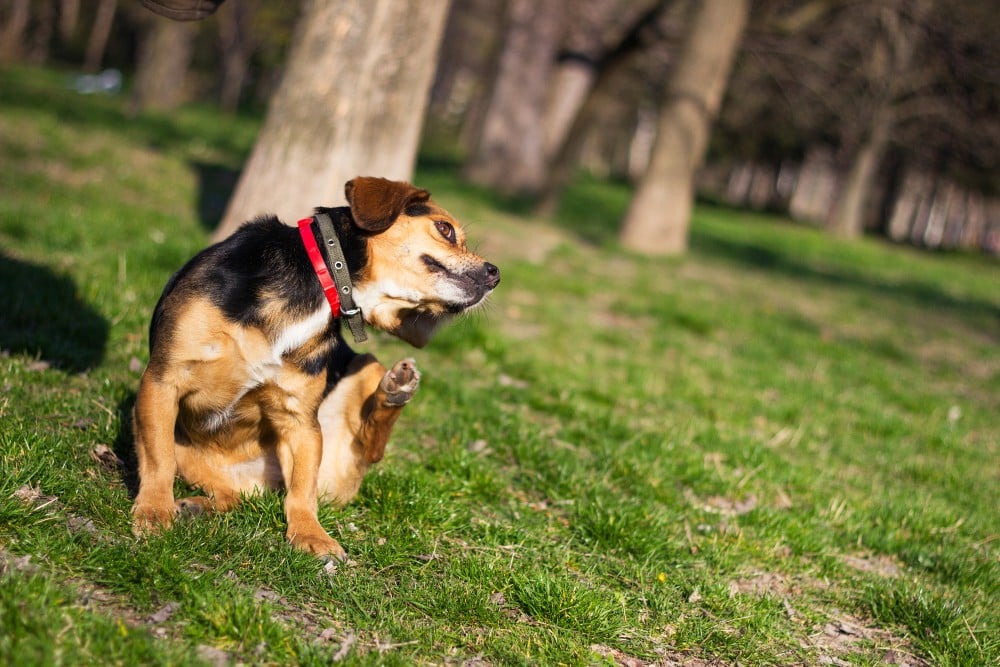 dog scratching fleas