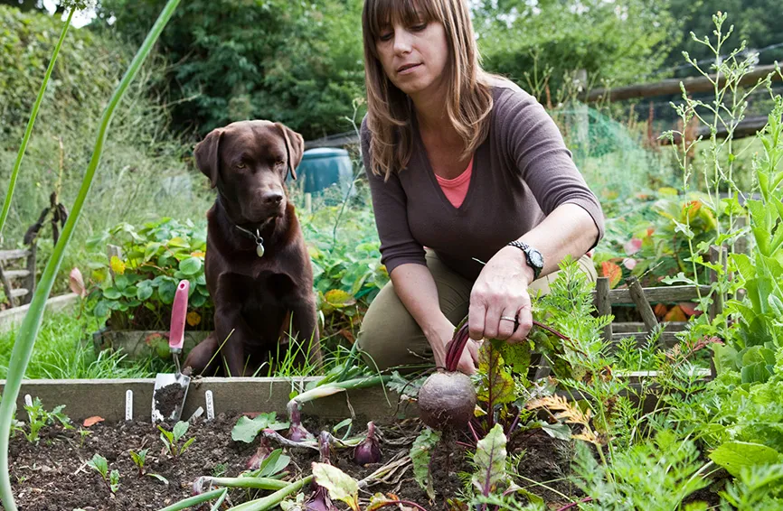 dog in the garden