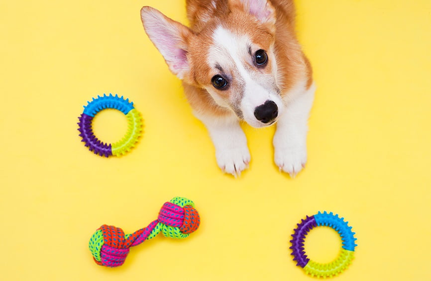 Dog with toys